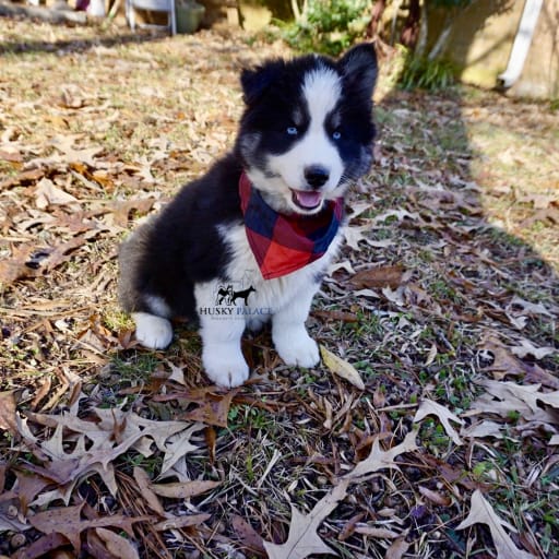 AKC Biscuit 2